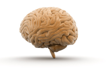 3d rendered Human Brain isolated on white background