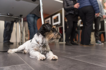 Dog is relaxing and waiting in a public building - Jack Russell Terrier 3 years old
