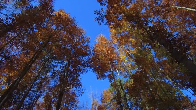 Coloured beech forest in autumn
