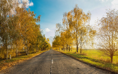 Autumn road along winter wheat fields
