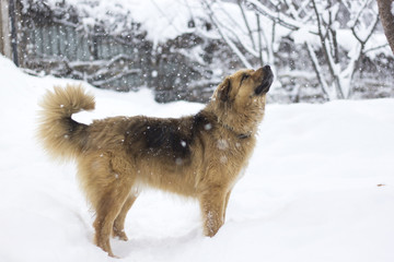 Cute big fluffy dog in the snow looking up