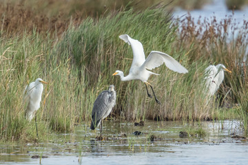 Silberreiher und graureiher