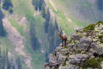 adult alpine capra ibex capricorn standing on rock with view