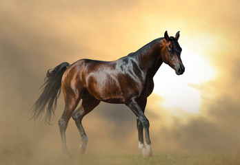 Beautiful arabian stallion in sunset