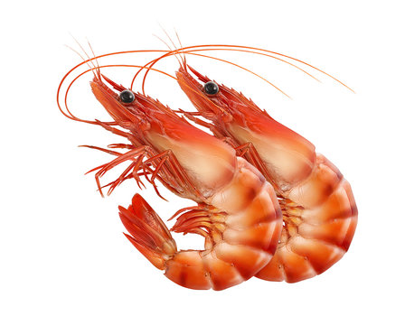 Red prawns or tiger shrimps isolated on white background