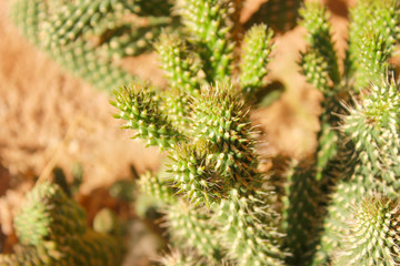 Green cactus drows