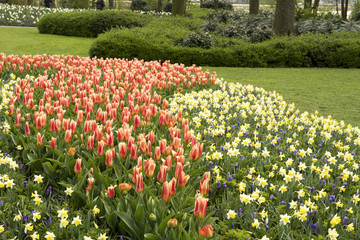Tulipa and Narcissus in a garden