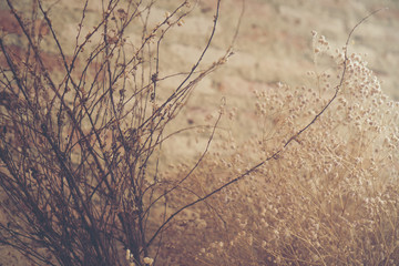 vintage Dry flowers decorated in coffee cafes.