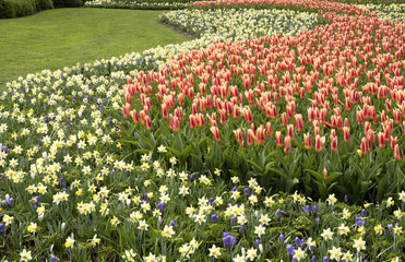 Colorfull groups of Tulipa and Narcissus