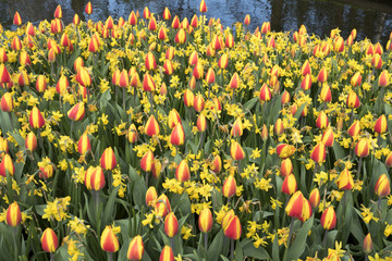 Tulipa 'Bright Flair', Narcissus 'Tete a Tete'