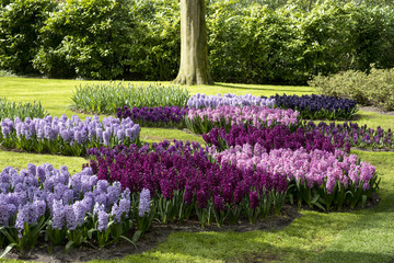 Hyacinths in a park
