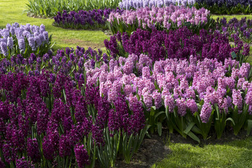 Colorful Hyacinths