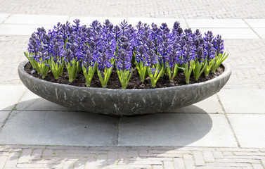 Hyacinth in a planter