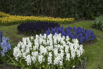 Hyacinth flowers in white and blue