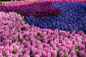 Hyacinthus orientalis 