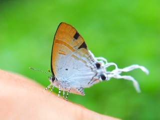 Long-tail butterfly in hand blurred green background