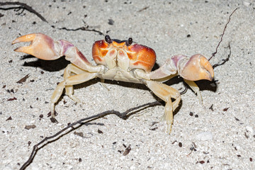 Granchio