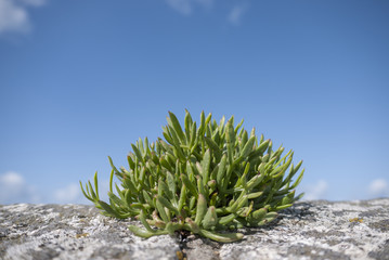 Close up of seaside plant/succulent on wall in sun by the sea with blue sky in background