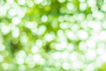 Obraz premium Nature blur greenery bokeh leaf wallpaper. spring and autumn park background; Soft focus light on view leaves flare.
