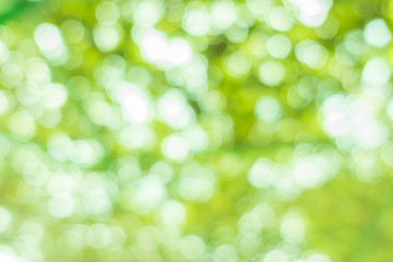 Obraz premium Nature blur greenery bokeh leaf wallpaper. spring and autumn park background; Soft focus light on view leaves flare.
