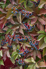 The leaves and fruit of wild grapes.