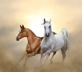 Fototapeta na wymiar Two purebred horses running in sunset time