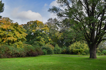 Obraz na płótnie Canvas Lawn in a botanical garden with an old tree
