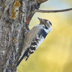 Lesser spotted woodpecker on a tree.