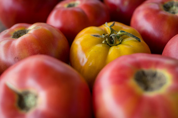 Fototapeta na wymiar Yellow tomato around red tomatoes, broken pattern