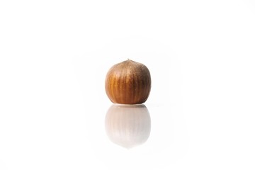 hazelnut isolated on white studio background