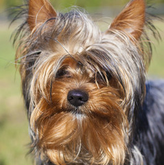 Yorkie mug shot