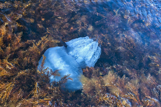 Blue blubber jellyfish among algae in the shallows of rocky sea bay waters closeup from above view