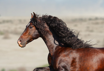beautiful andalusian stallion portrait with flowing mane on a wind