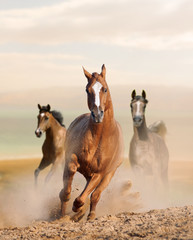 wild horses in dust - 179966818