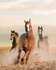 Fotobehang wild horses in dust © Mari_art