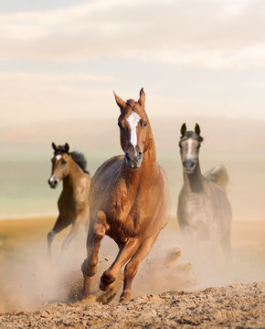 wild horses in dust