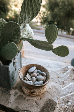 Kaktus und Steine