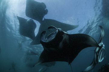 Manta rays feeding on plankton at the surface, Hanifaru Bay, Baa Atoll, Maldives.