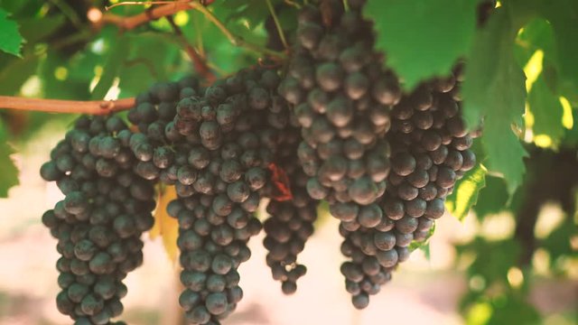 vigna uva Amarone
