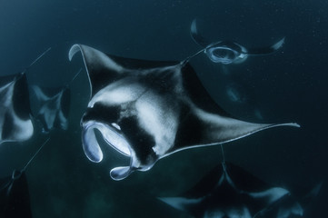 Manta rays feeding on plankton at the surface, Hanifaru Bay, Baa Atoll, Maldives.