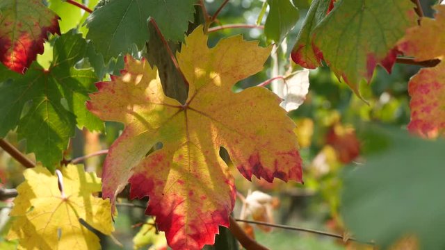 Foglie di vite pampini in autunno