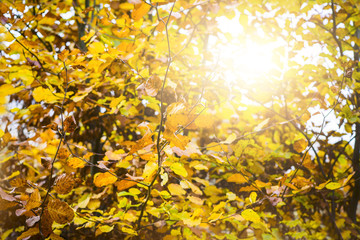 Sunset in autumn forest.