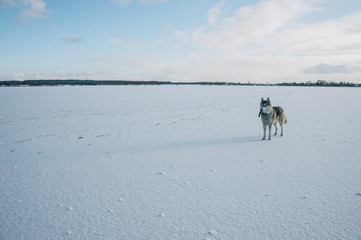 malamute dog on snowy field