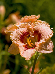 Fototapeta premium Orange Day-lily (Hemerocallis fulva) in the garden