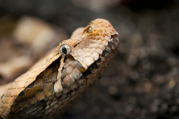 Viper