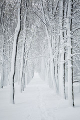 snow covered alley