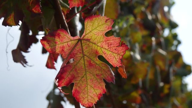 Foglie di vite pampini in autunno