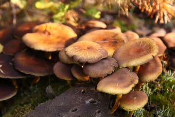 Grzyby na pniu © Mariusz
