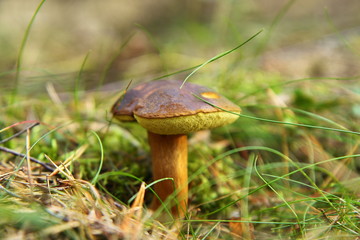Podgrzybek brunatny