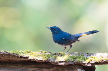 Blue bird on log..Beautiful migratory bird white bellied redstart  standing on log full of moss and lichen in highland forest side view.